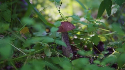 The mushroom picker is finding a mushroom in the forest and he gently cuts it Stock Footage 77629430