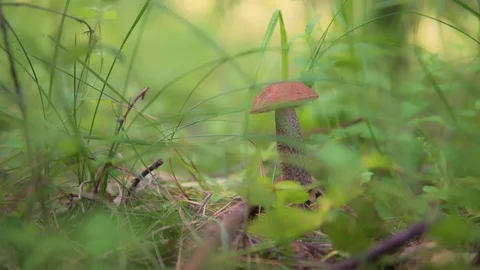 The mushroom picker is finding a mushroom in the forest and he gently cuts it Stock Footage 77629490