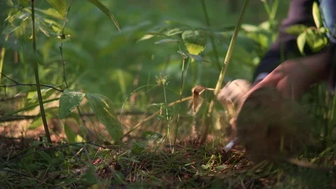 The mushroom picker is finding a mushroom in the forest Stock Footage 77634735