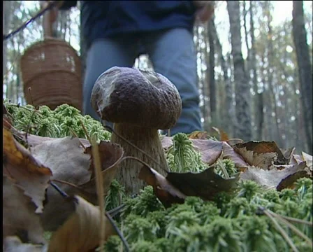 Mushroom picker Vídeo Stock 571519