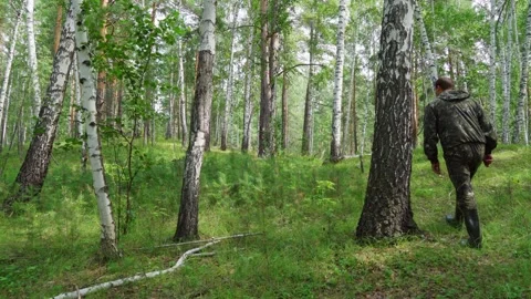 A mushroom picker walks through a birch forest. Stock Footage 280169040