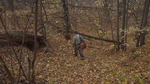 Mushroom picker walks through the forest with a basket and looks for mushrooms Stock Footage 124208676