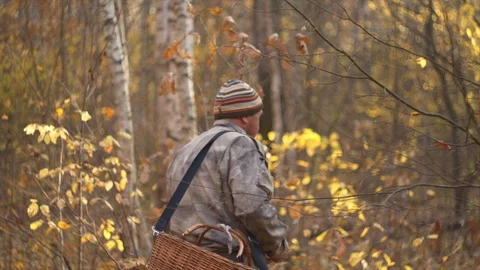 Mushroom picker walks through the forest with a basket and looks for mushrooms Stock Footage 124209043