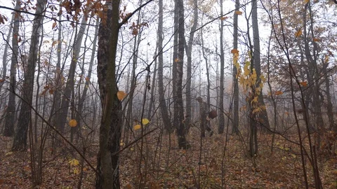 Mushroom picker walks through the forest with a basket and looks for mushrooms Stock Footage 124209440