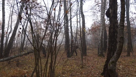 Mushroom picker walks through the forest with a basket and looks for mushrooms Stock Footage 124209489