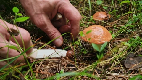 Mushroom picking. Close-up of hands cutting Slippery Jack Mushroom or Sticky bun Stock Footage 280779994