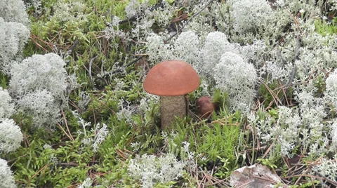Mushroom picking Stock Footage 29306878