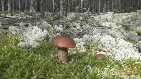 Mushroom picking Stock Footage 29317524