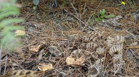 Mushroom picking Stock Footage 39371038