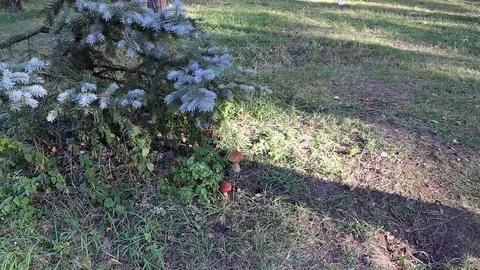 Mushroom picking Stock Footage 80110949