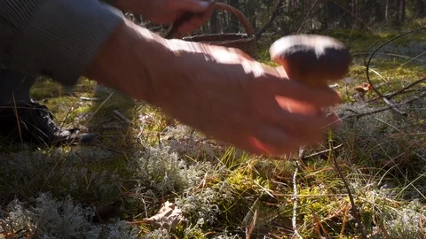 Mushroom picking Stock Footage 116563052