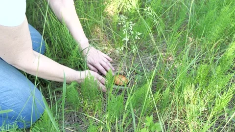 Mushroom picking. Stock Footage 197081590