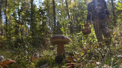 Mushroom picking Stock Footage 233666932