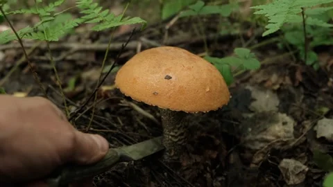 Mushroom picking Stock Footage 248707692