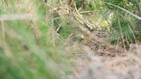 Mushroom picking in the forest Stock Footage 79844299
