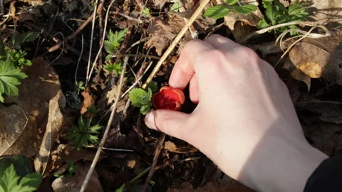 Mushroom picking in the forest Stock Footage 154660443