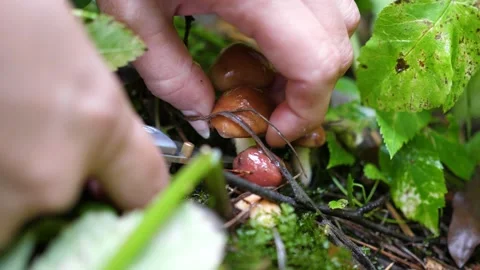 Mushroom picking in the forest. The gathering Stock Footage 141262465