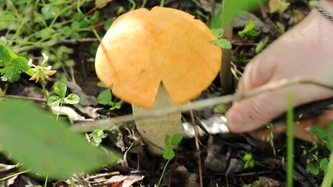 Mushroom picking in the forest. Hand cuts a red-headed mushroom Video stock 113854287