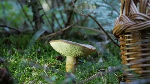 Mushroom picking. Man's hand cuts a mushroom. Close up Stock Footage 84426077