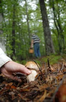 Mushroom picking Stock Photos
