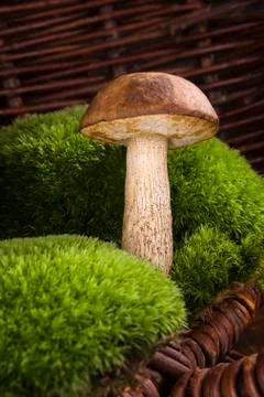 Mushroom picking. Stock Photos