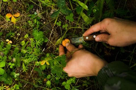 Mushroom picking Stock Photos