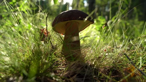 Mushroom Picking use knife. Hands of man cutting boletus with knife Stock Footage 277876318