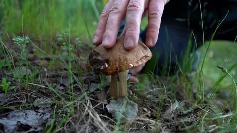 Mushroom Picking use knife. Hands of man cutting boletus with knife Stock-Footage 277876583