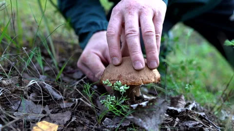 Mushroom Picking use knife. Hands of man cutting boletus with knife Stock Footage 277877215