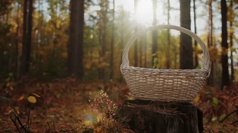 Mushroom picking, white wicker basket stands on tree stump. Mushroom foraging in Stock Footage 286096545