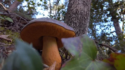 Mushroom in the pine forest Stock Footage 129455882