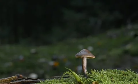 Mushroom plants Stock Photos