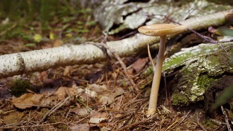 Mushroom from a Poland - forest Video stock 94424356