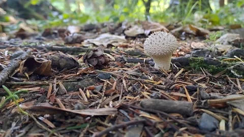 Mushroom Puff Ball On Forest Floor Realtime Stock Footage 264343144
