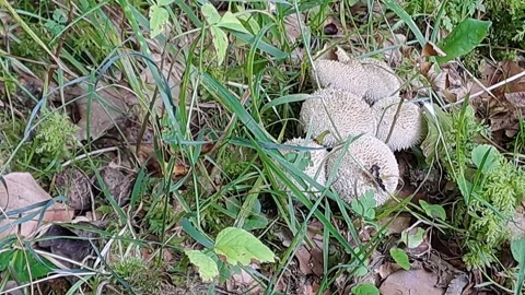 Mushroom Puffball Matured Stock Footage 264343123
