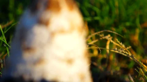 Mushroom rack focusing Stock Footage 53811098
