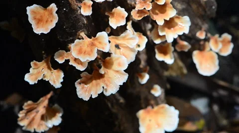 Mushroom in the rain forest. Video stock 43529216