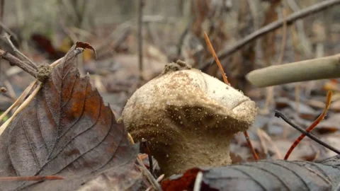 Mushroom raincoat Video stock 146432290