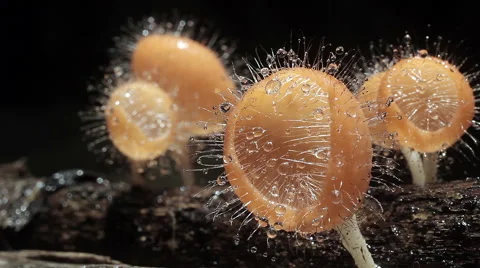 Mushroom on raing Stock Footage 41016176