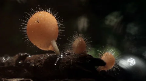 Mushroom on raining Stock Footage 41027077