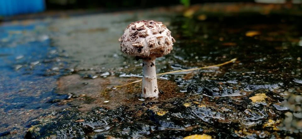 Mushroom on rainy session Stock Photos