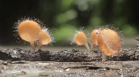 Mushroom on raning Stock Footage 41014285