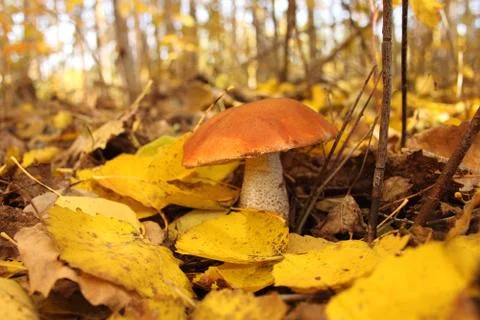 Mushroom with red hat Stock Photos
