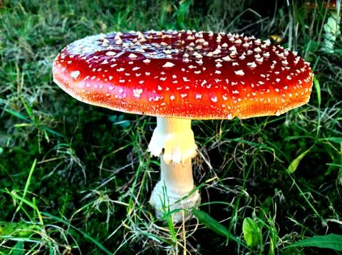 Mushroom Red Stock Photos