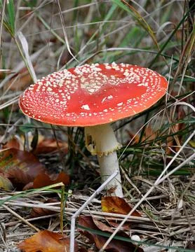 Mushroom - red toadstool Stock Photos