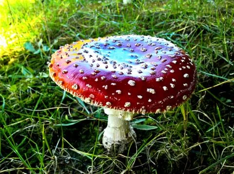 Mushroom Red Toadstool Stock Photos