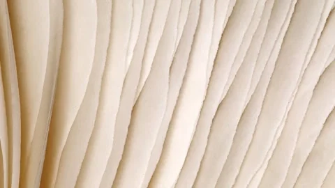 Mushroom ribers on inside close-up 스톡 동영상 243988983