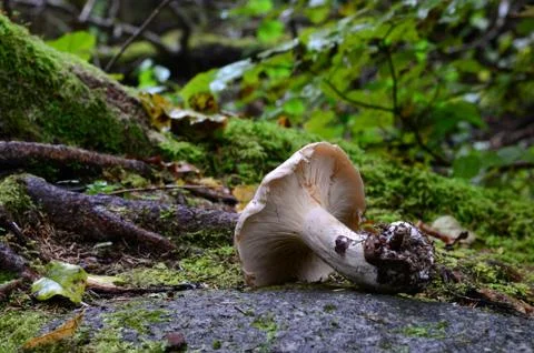 Mushroom on the rock Foto stock
