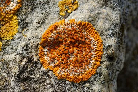 Mushroom on the rocks Stock Photos