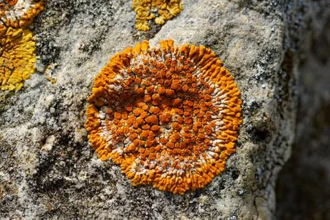 Mushroom on the rocks Stock Photos